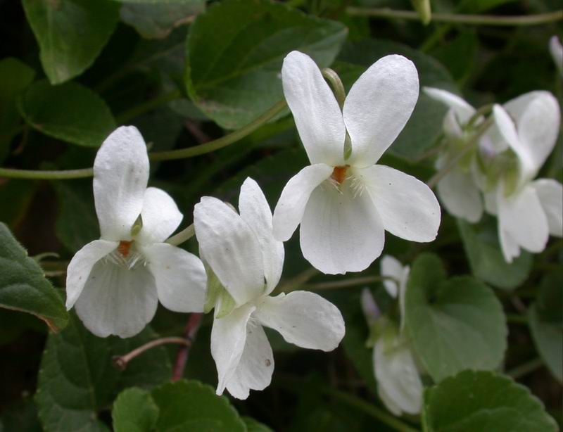 Viola alba / Viola bianca